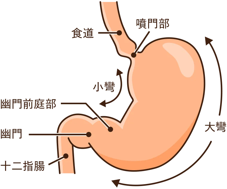 胃の構造