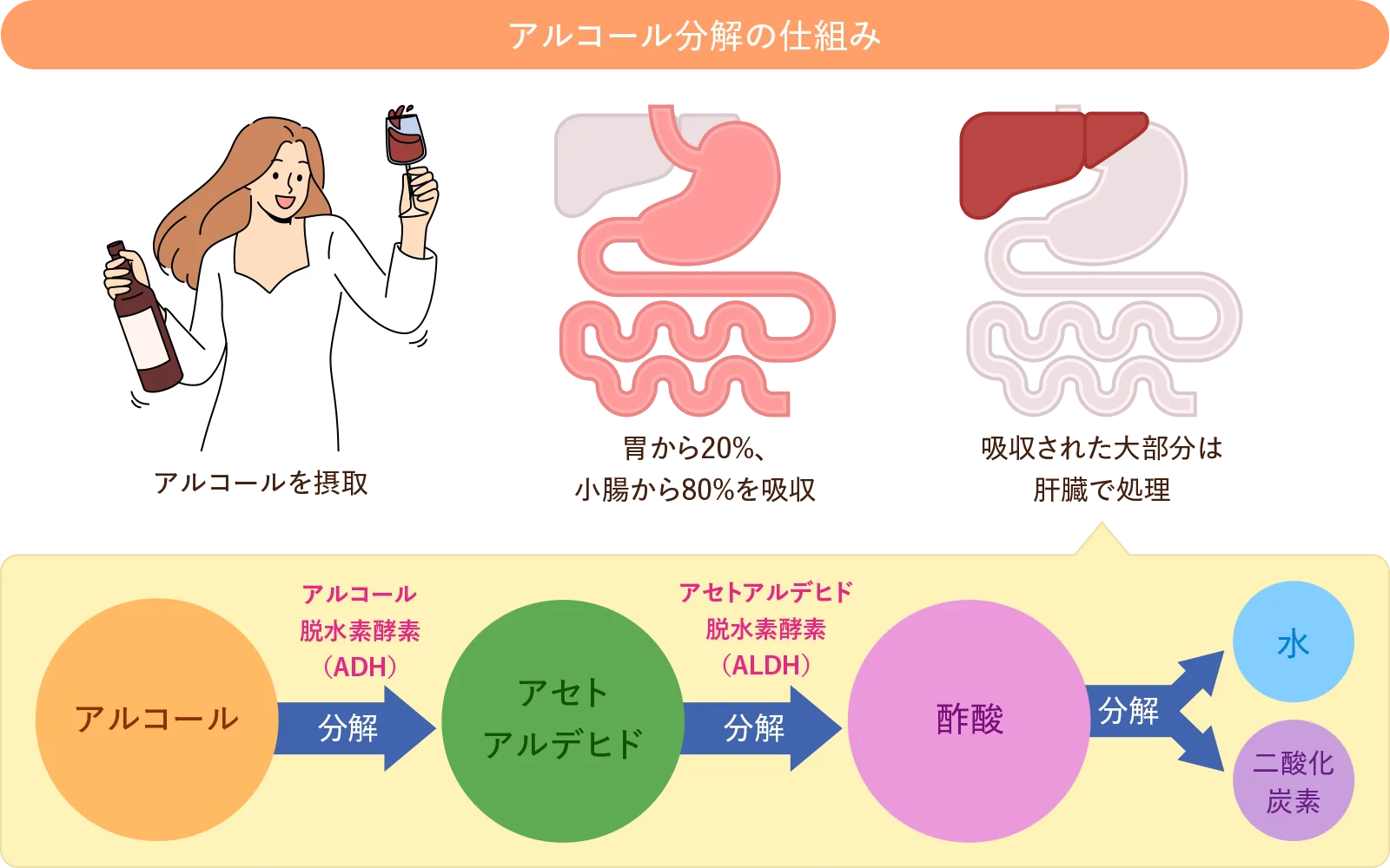 アルコール分解の仕組み