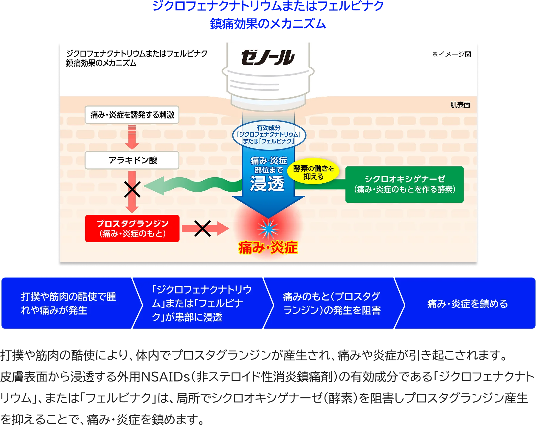 ジクロフェナクナトリウムまたはフェルビナク 鎮痛効果のメカニズム