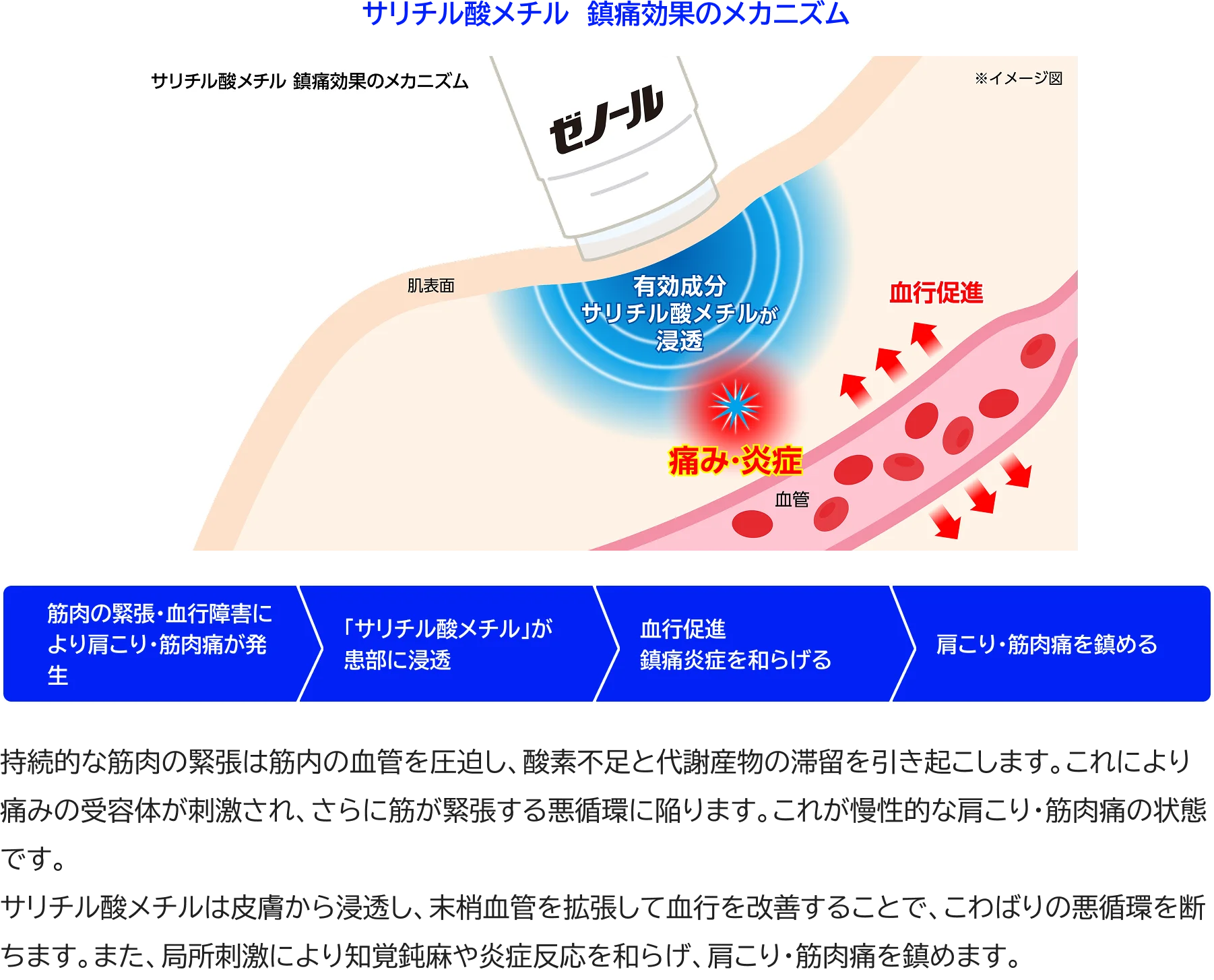 サリチル酸メチル 鎮痛効果のメカニズム