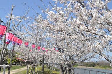 遊歩道の解放（桜開花時期）