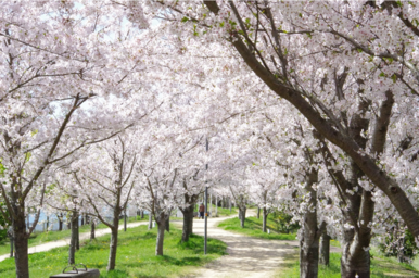遊歩道の解放(桜開花時期)