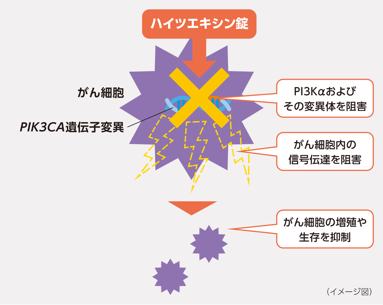 ハイツエキシン錠はどのようにはたらくの？