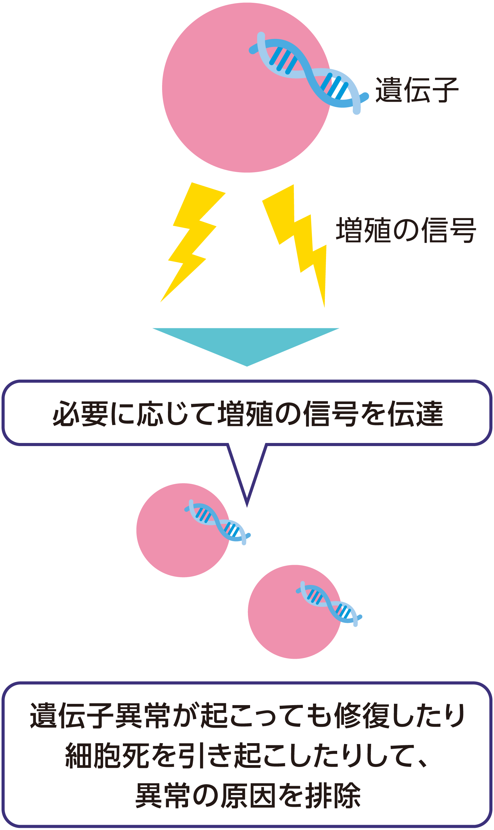 正常の細胞